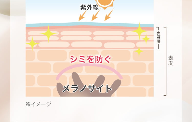 シミやそばかすの元になるメラニンの生成を抑えるだけでなく、メラニンの肌表面への輸送を阻害して、シミができるのを防ぎます。